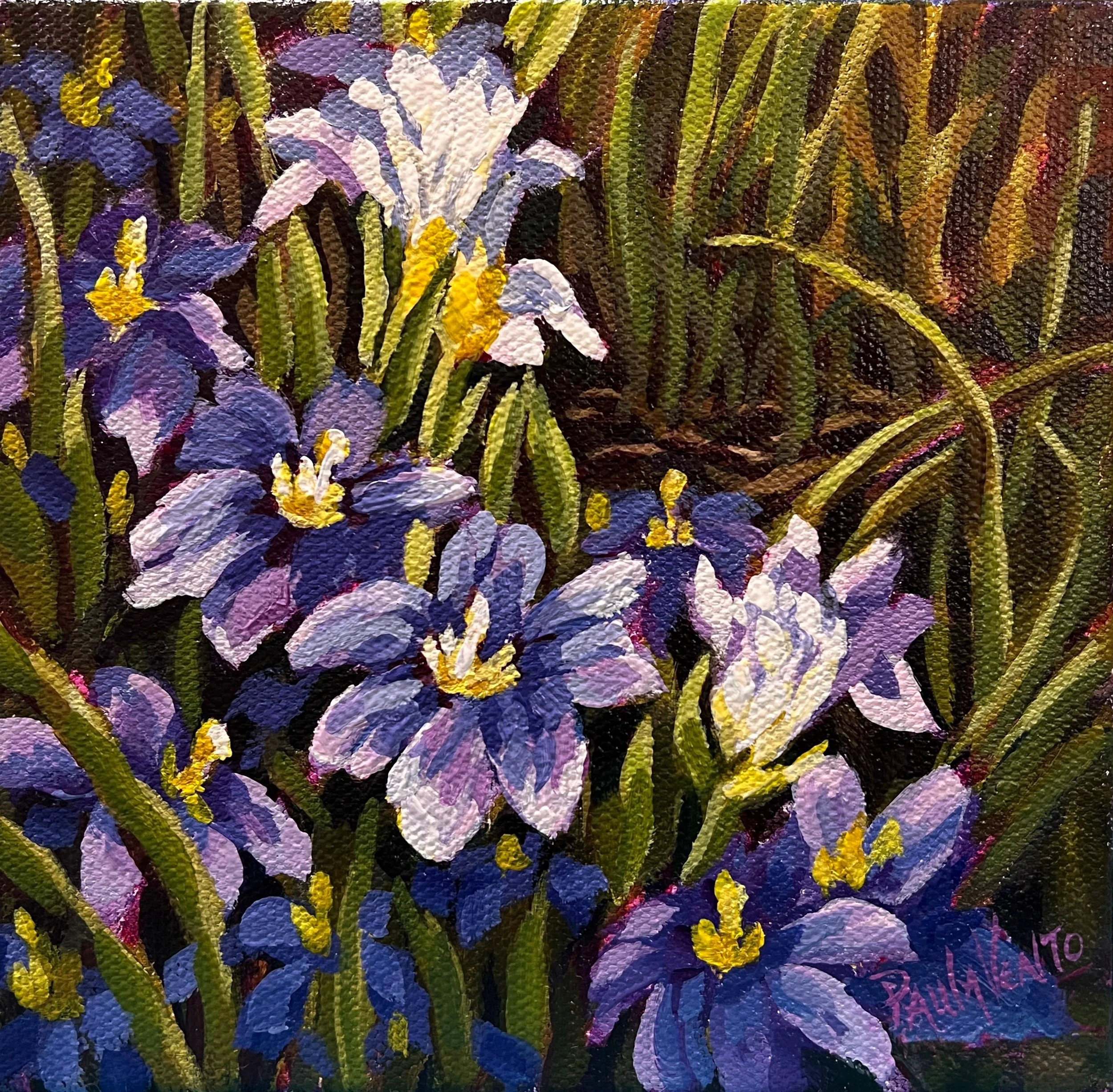 Blue Eyed Grass (6" x 6")
