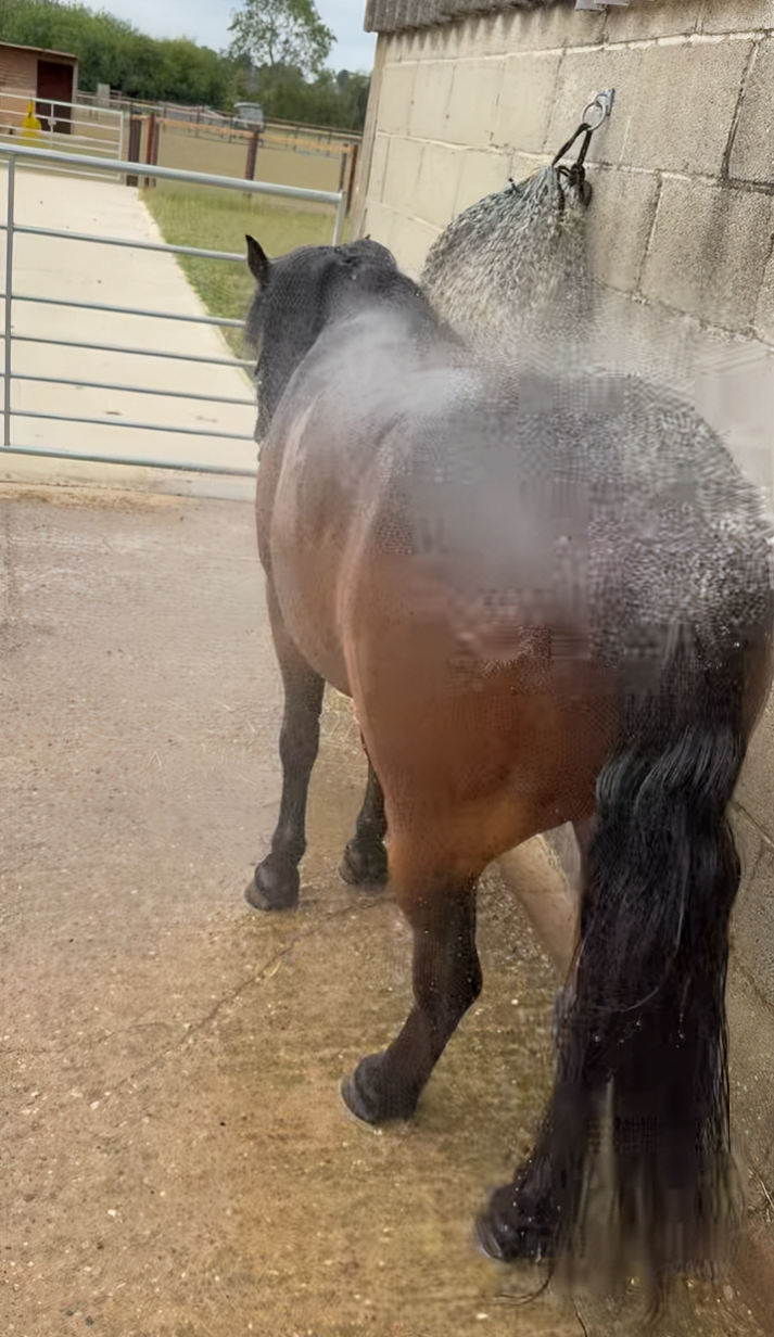 Keeping Cool at Horsepool