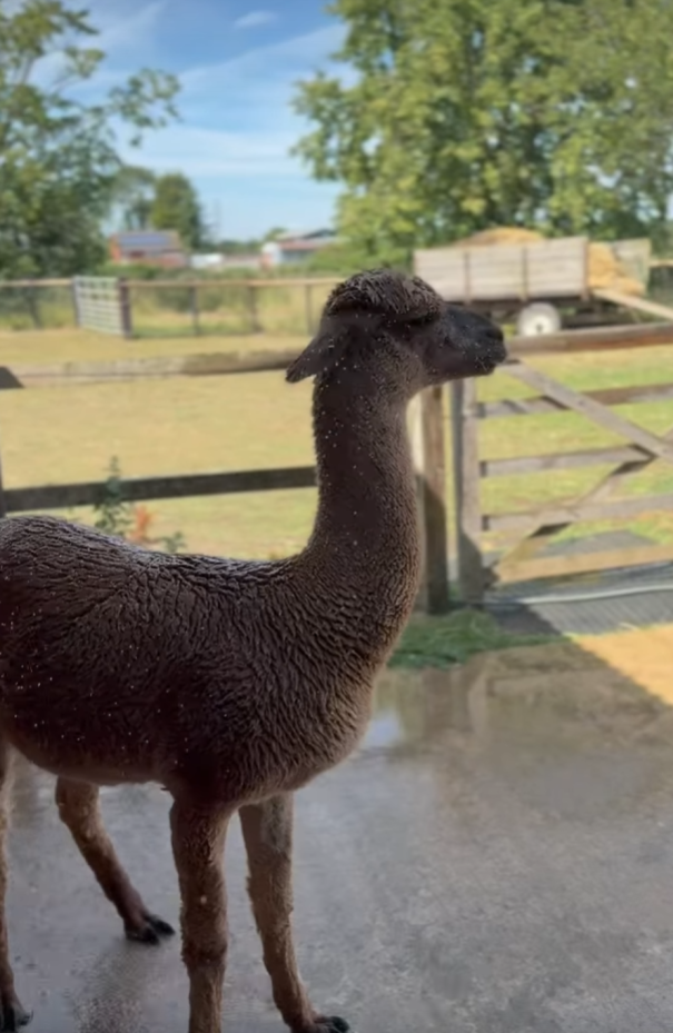 Cool Down Time for Cedric &amp; Gus!
