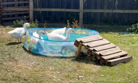 7 Weeks to Go – Horsepool Open Day!