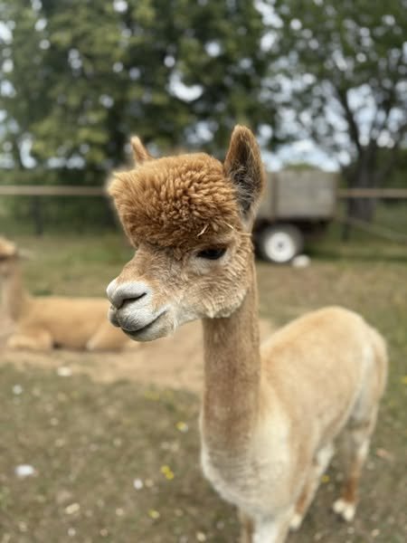 National Animal Law Day – 22nd July