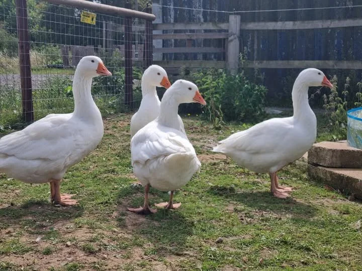 Meet Our Gorgeous Embden Geese – Bruce, Flo, Peaches &amp; Pearl!
