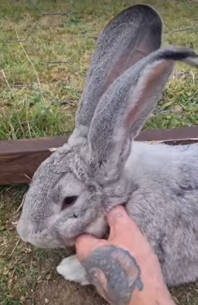 Bunny Introductions Before Open Day!