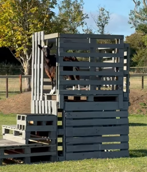 This morning, Star our lovely Old English goat was busy enjoying the castle!