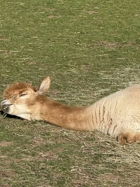 Gus has absolutely mastered the art of sunbathing… flat out and loving life!