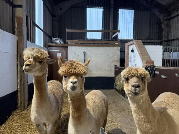 Today’s weather definitely called for a duvet day on the farm!