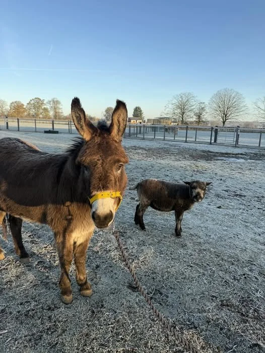 Day 2 - Horsepool Advent Calendar