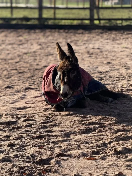 Day 6 – Sunny Snoozes with Densel