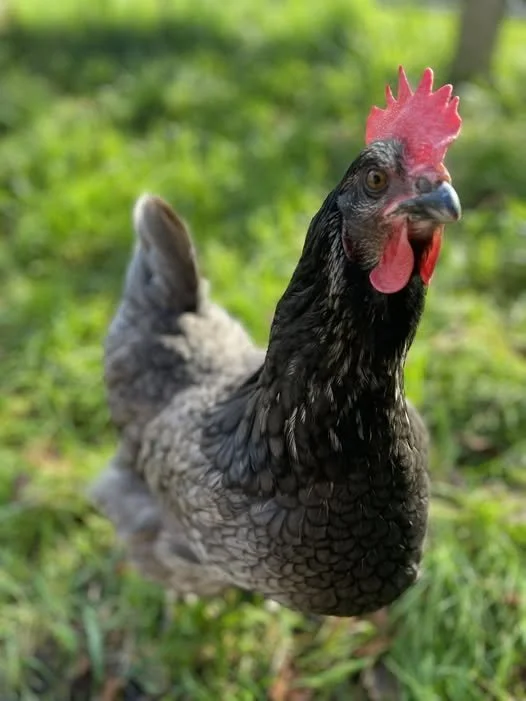 Day 9 – Christmas Cheer from the Coop