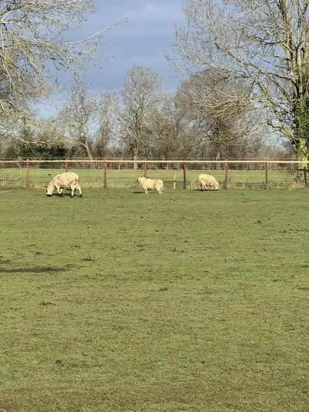 What a beautifully sunny day here at Horsepool Farm