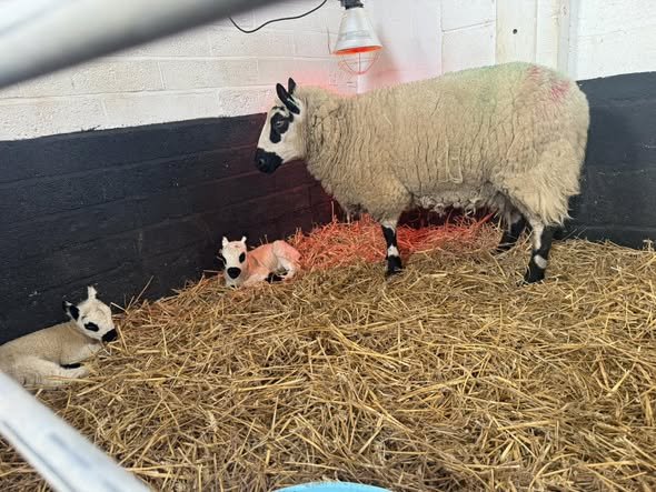 Some very exciting news from the lambing shed!
