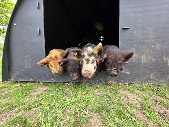 Our piglets have their names!
