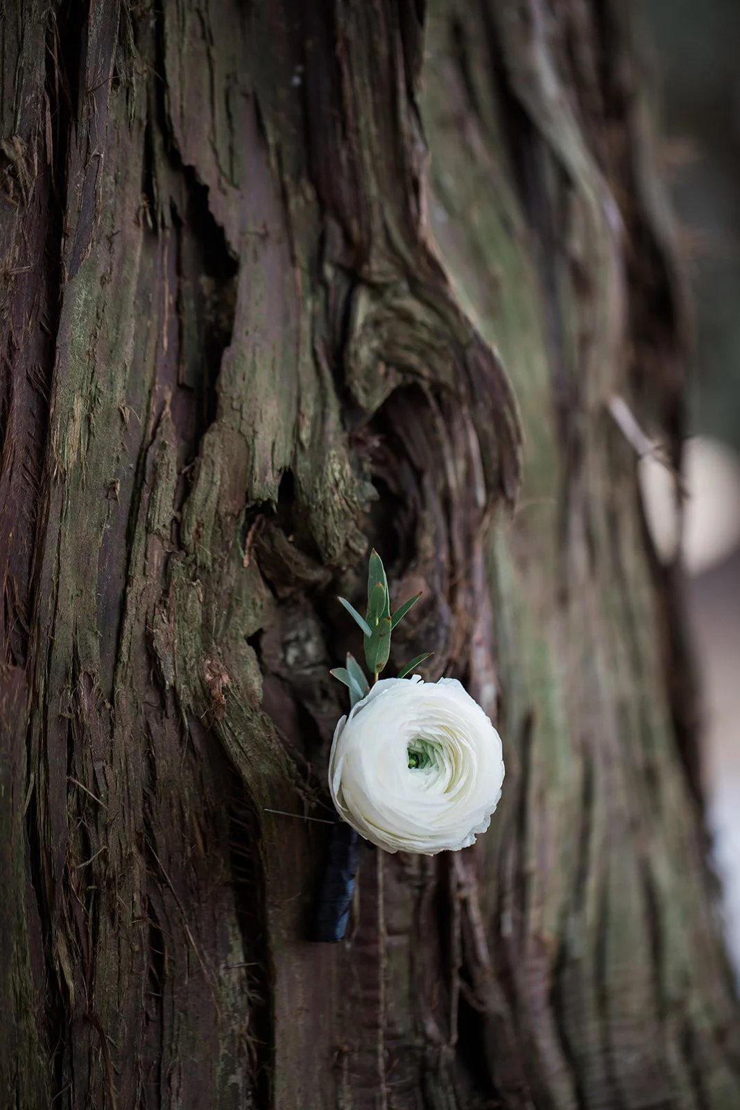 RosemarieElizabethPhotography-0605.jpg