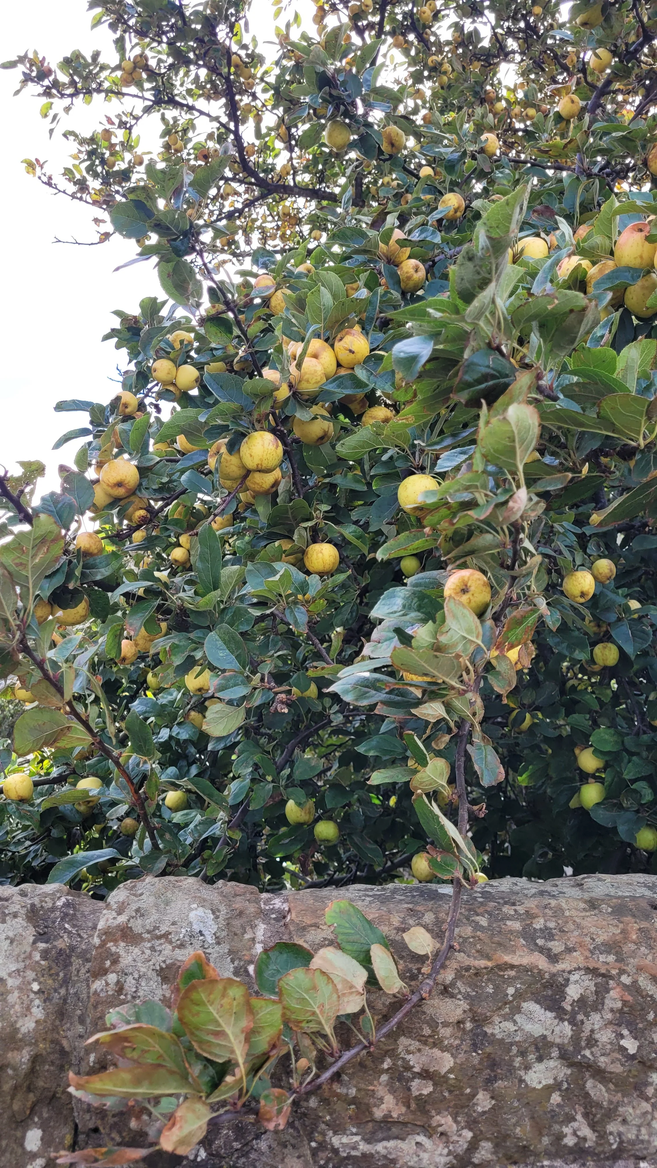 apples on tree close up