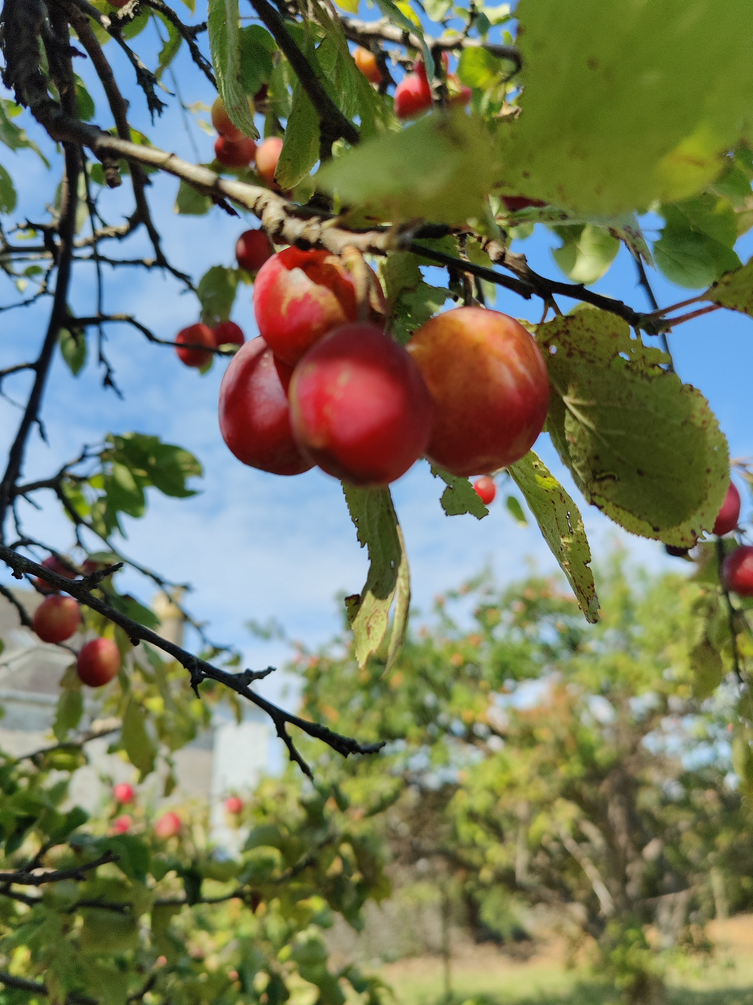Plums on tree close up