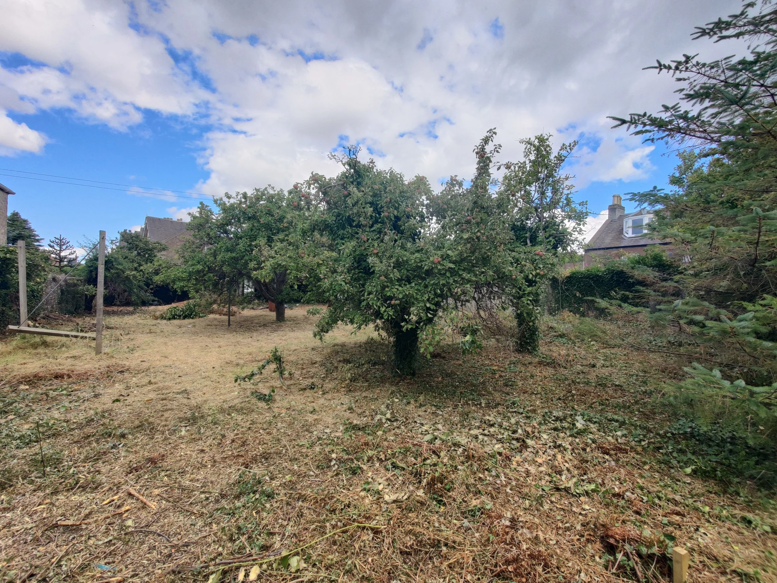 Garden site with existing fruit trees