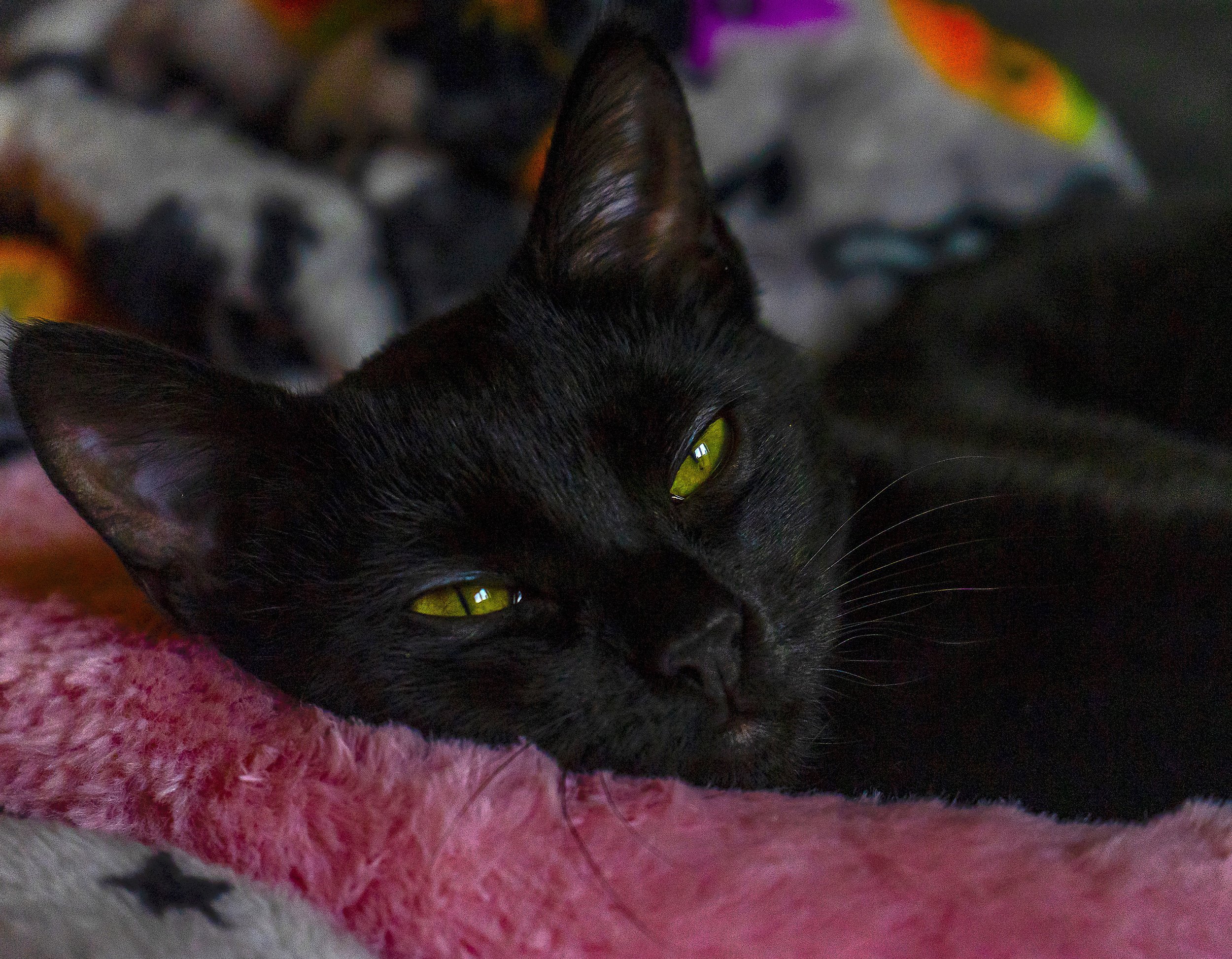 Mina Mini Panter 01-01-2020 Wa.jpg