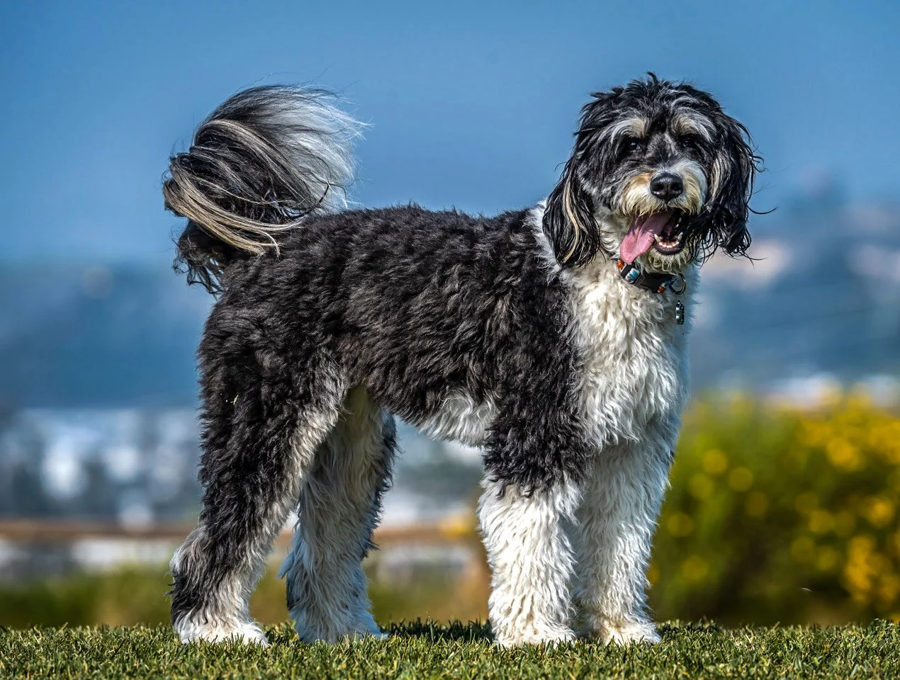 Smidgen 11-04-21.jpg