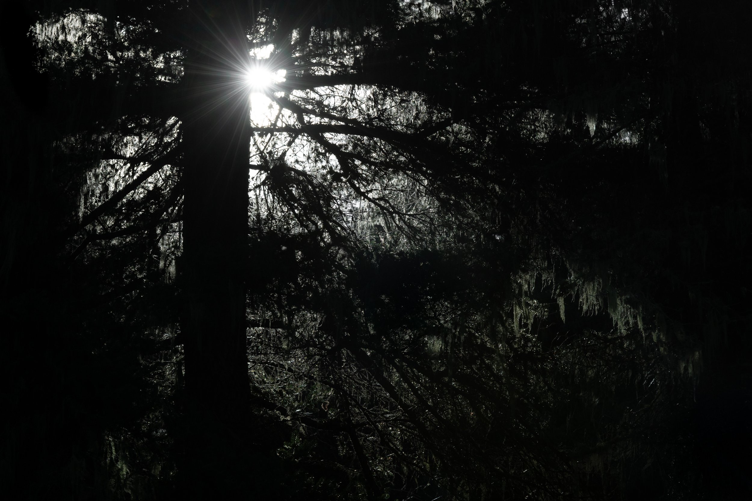 Lichen backlit.jpg