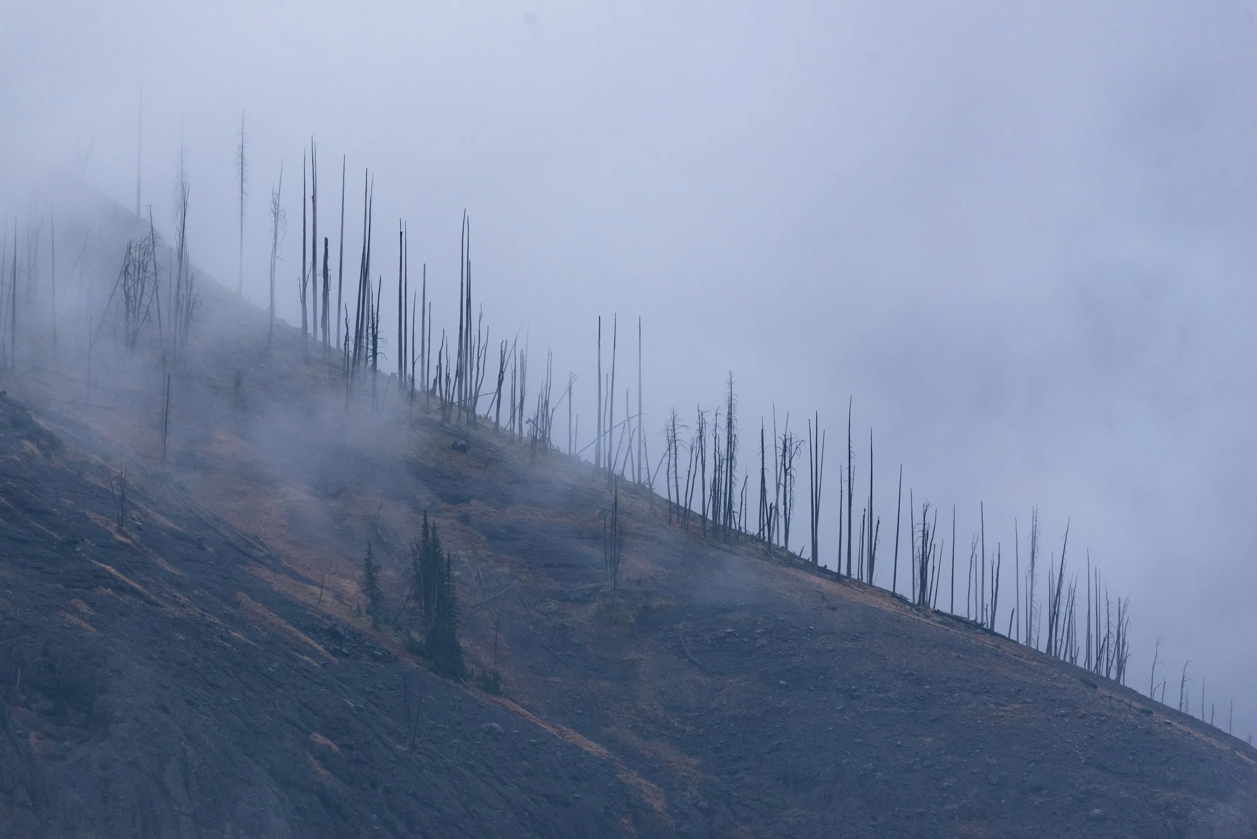 yellowstone foggy trees 3.jpg