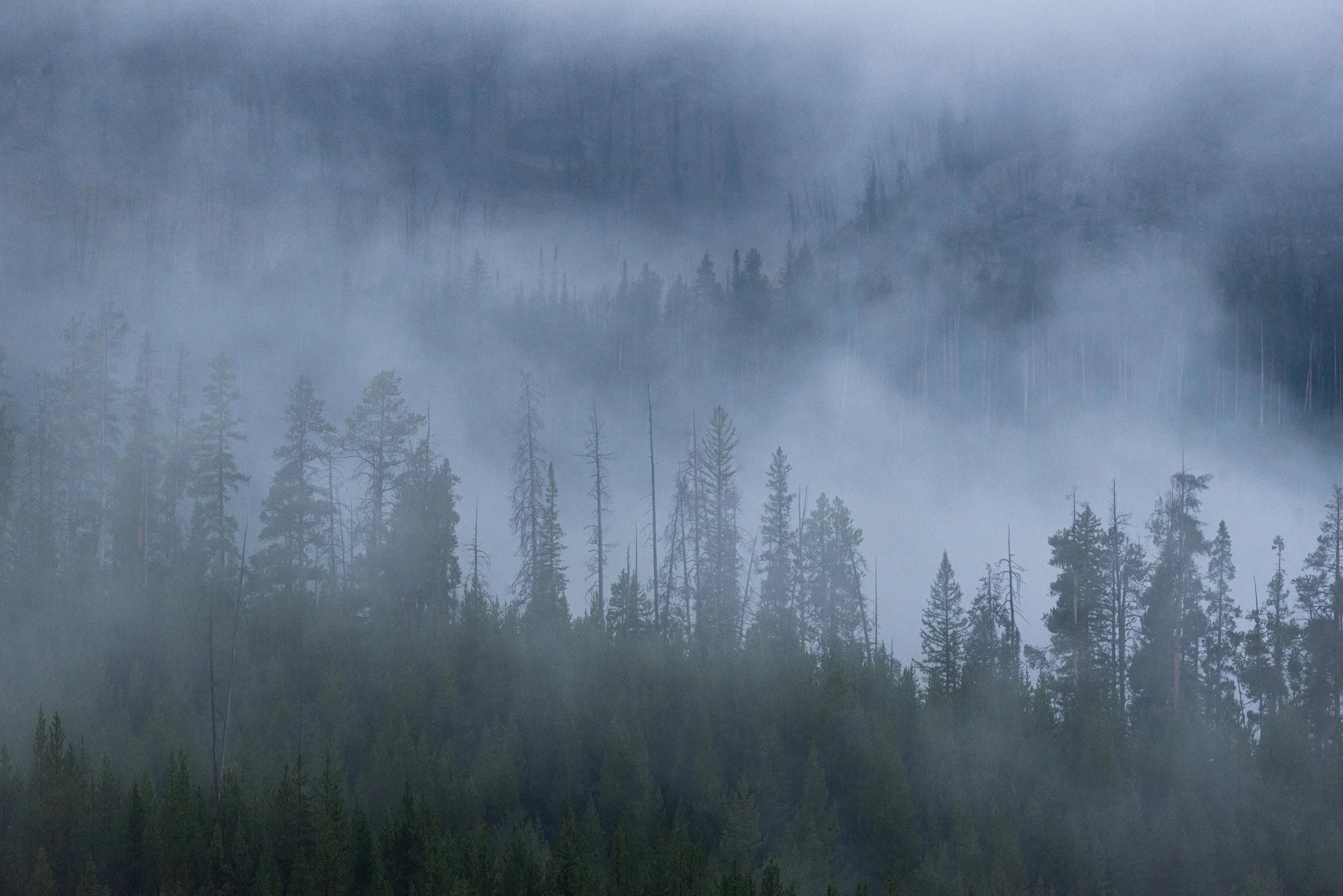 yellowstone foggy trees 1.jpg