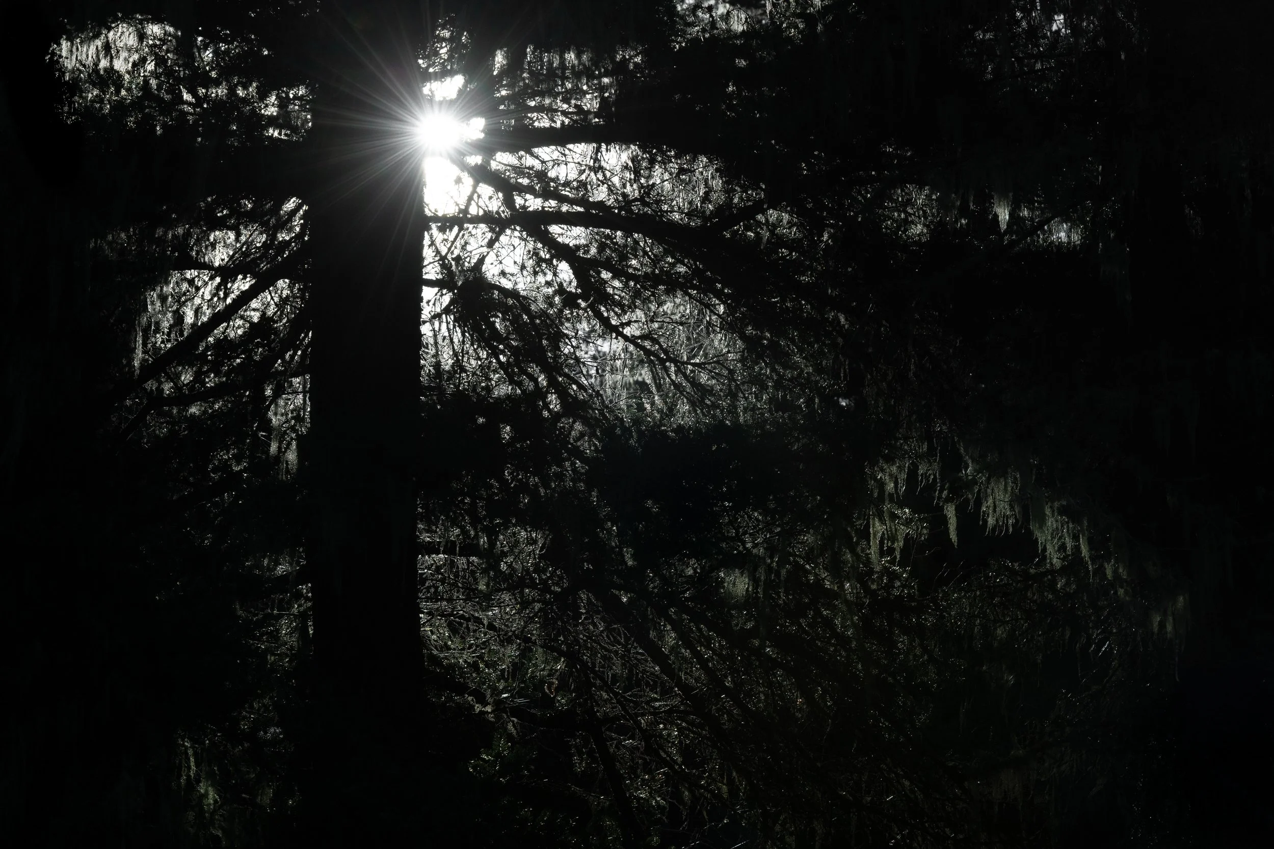 Lichen backlit.jpg