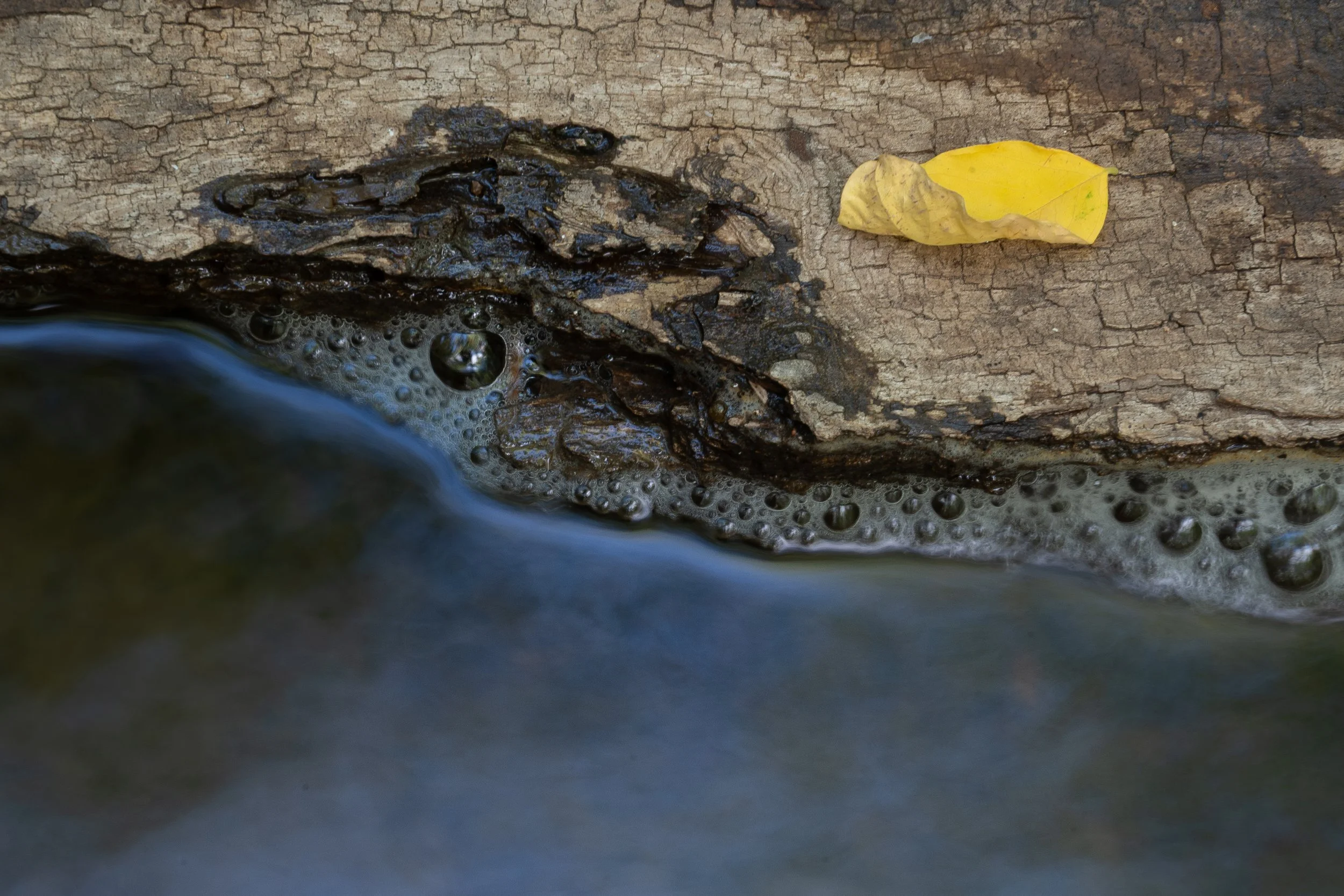 Bark and water.jpg