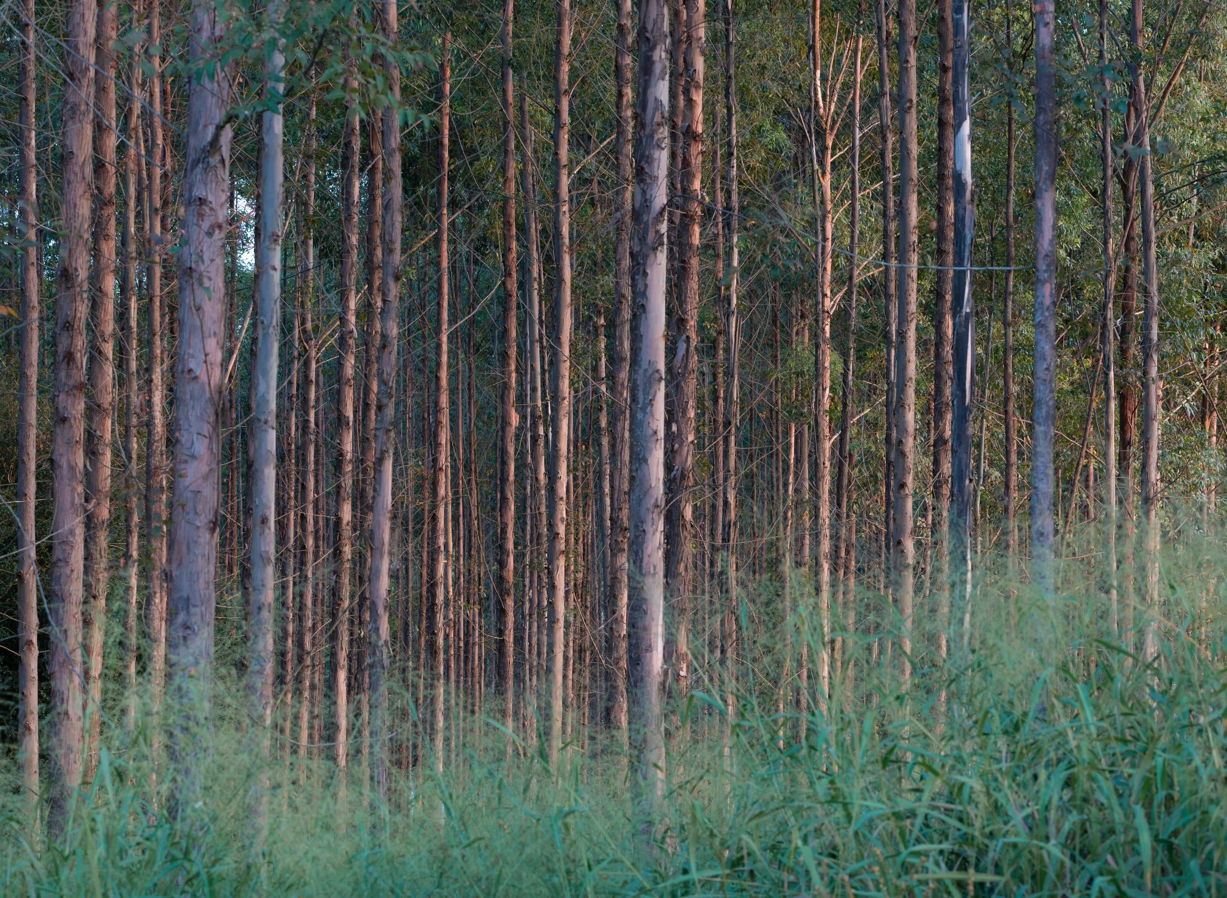 More eucalyptus trees. Farmers plant them for shade.