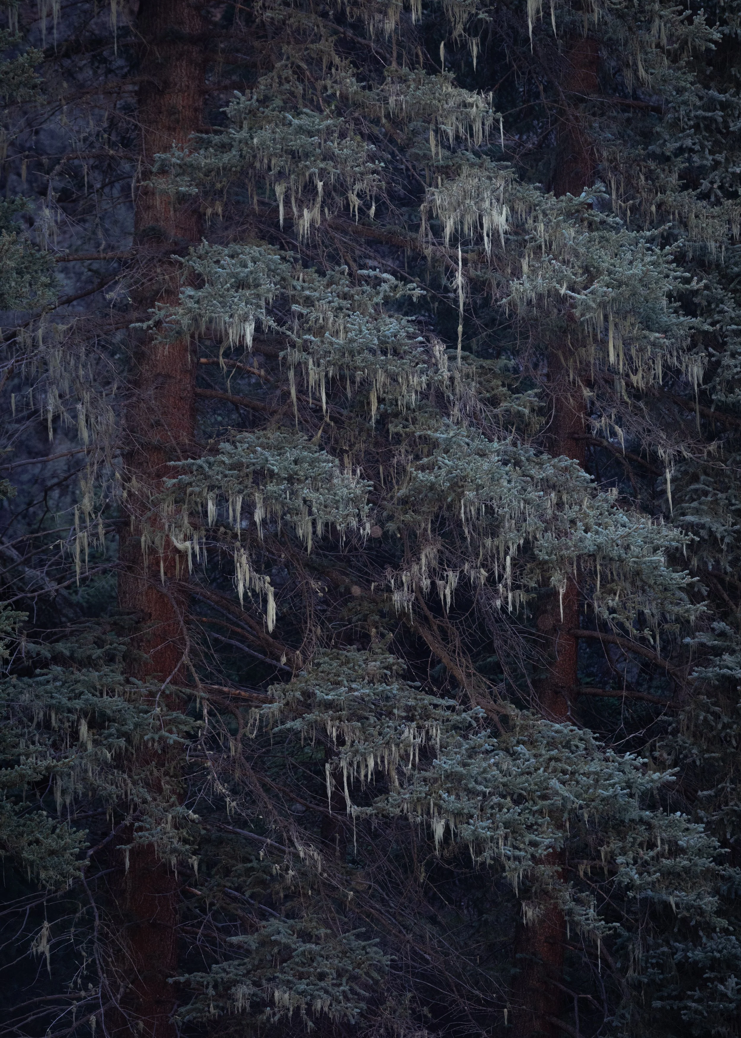 Lichen.jpg