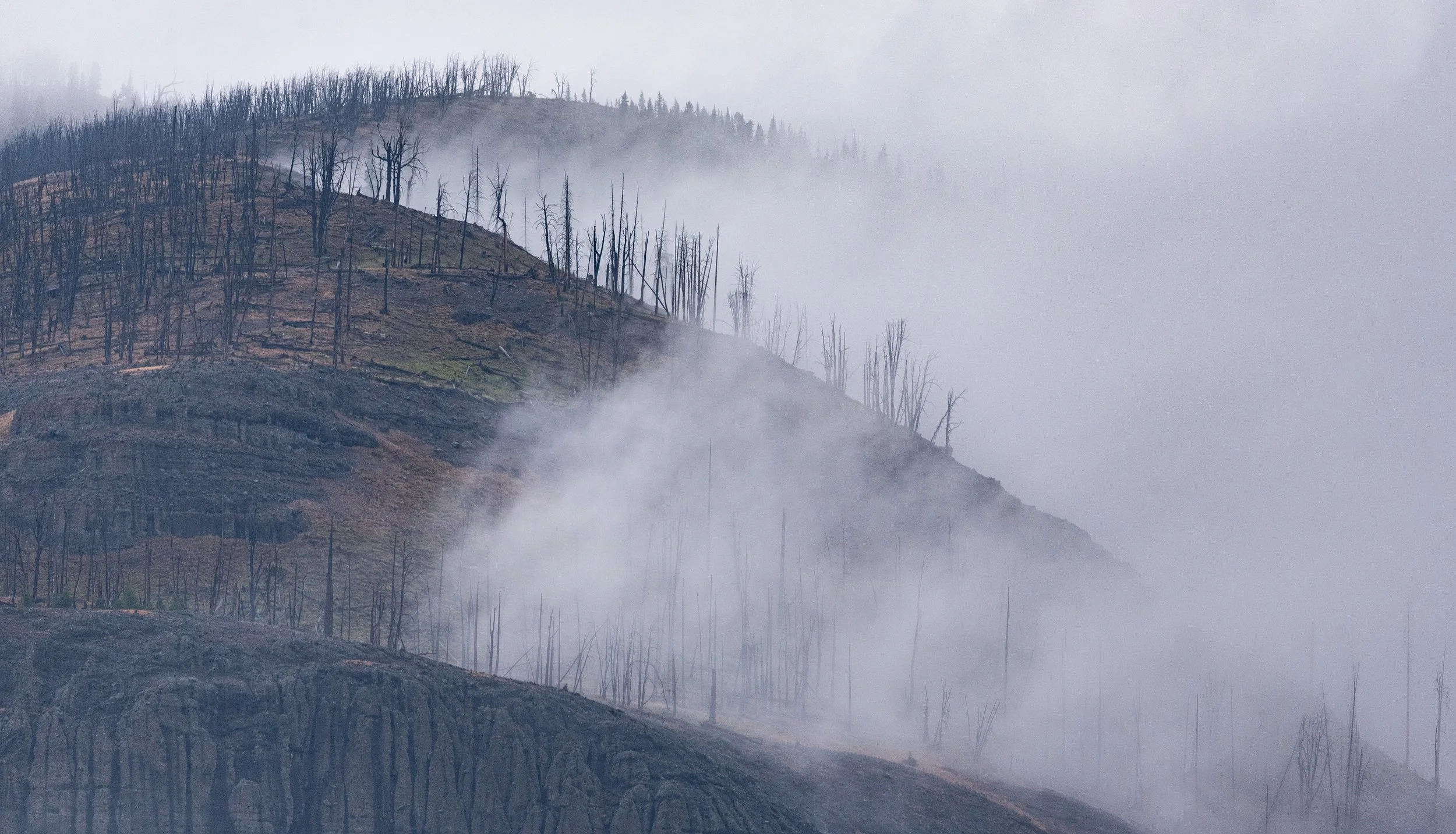 yellowstone foggy trees 2.jpg