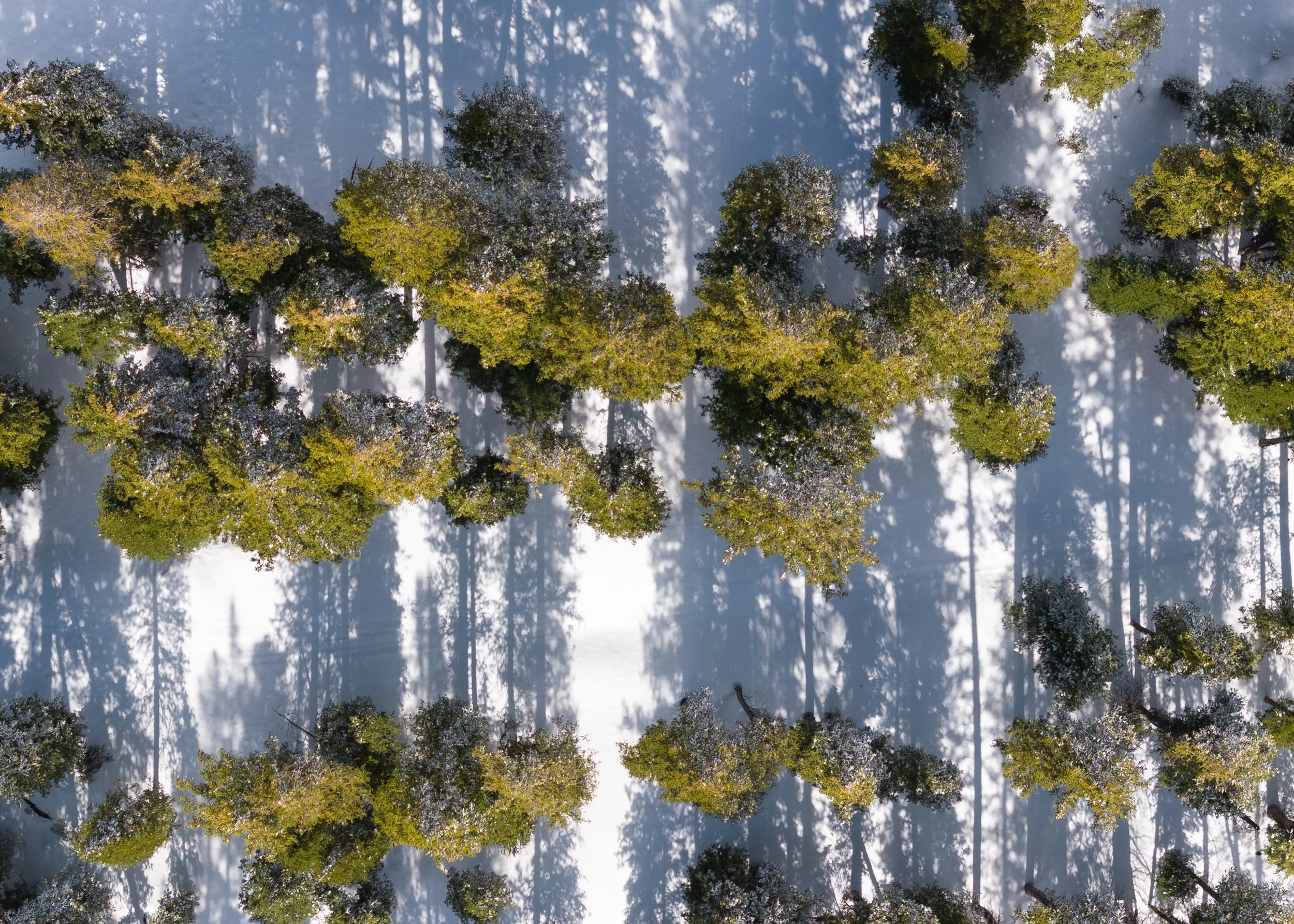 mesa tree aerial.jpg