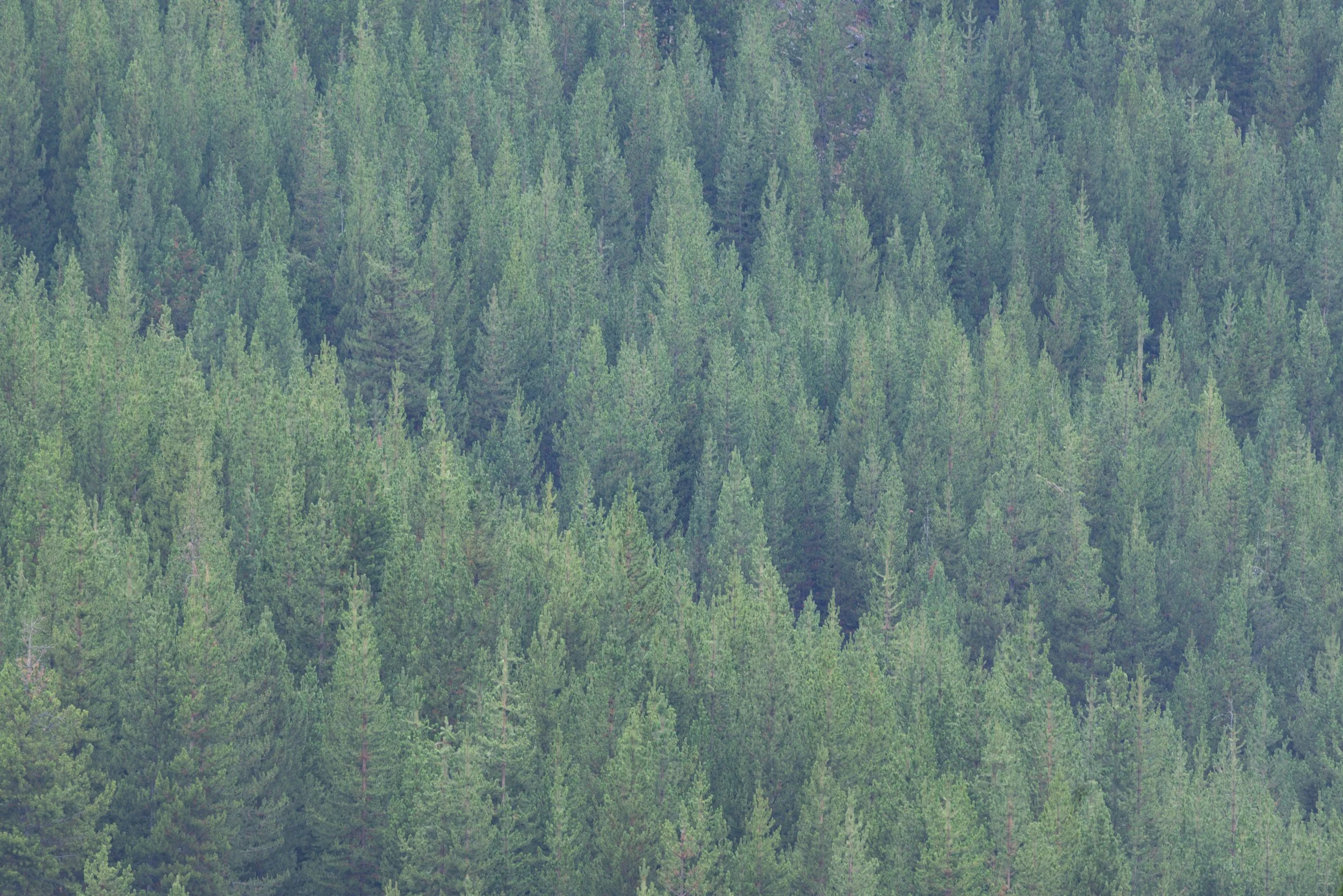 yellowstone foggy trees 4.jpg