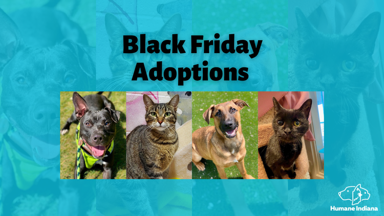 Friday Animal Pictures
