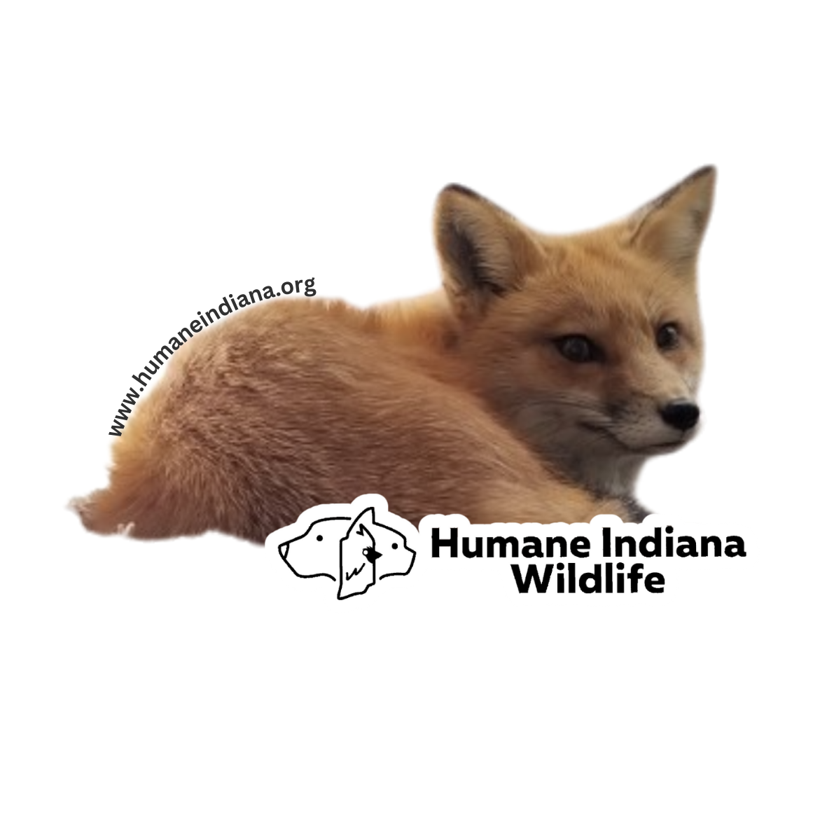 Bandicoot .png