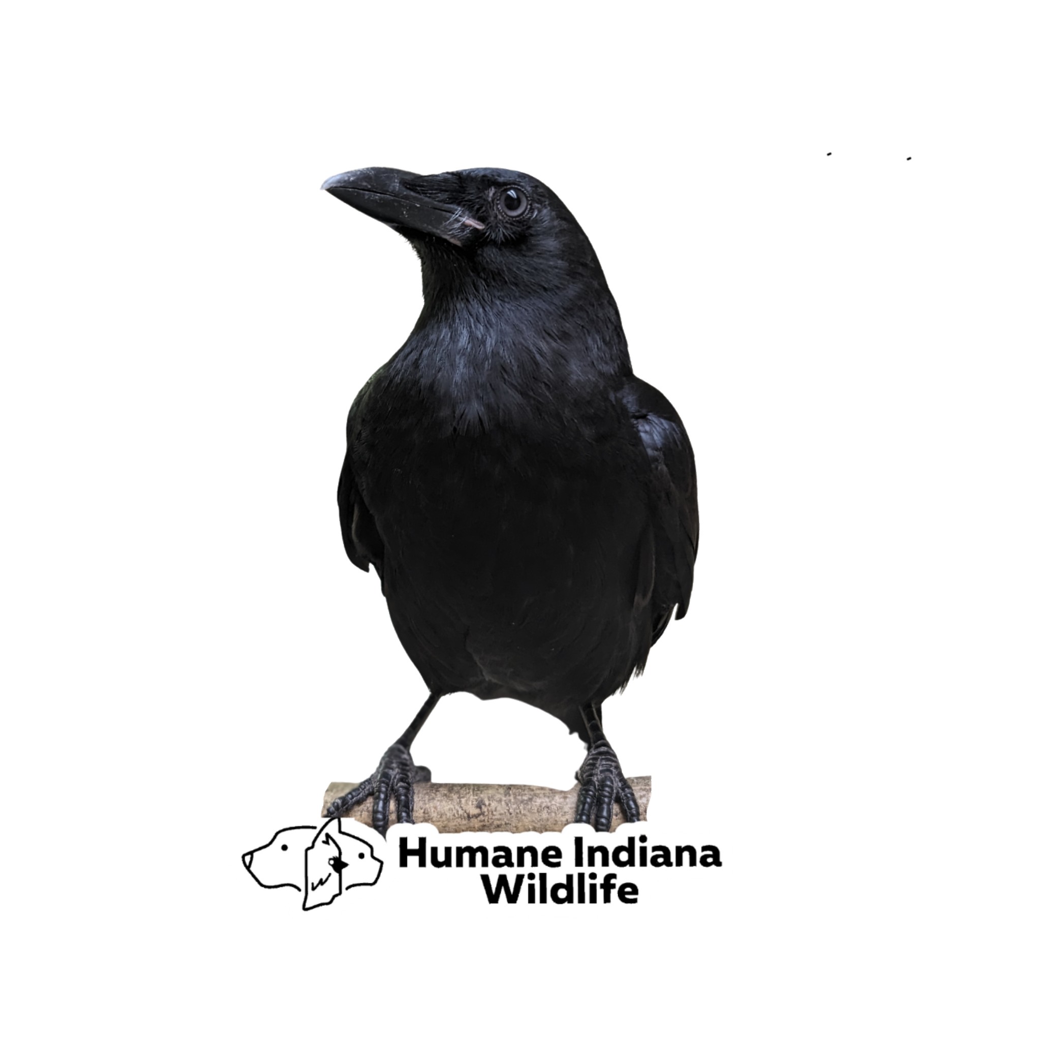 Edgar, American Crow