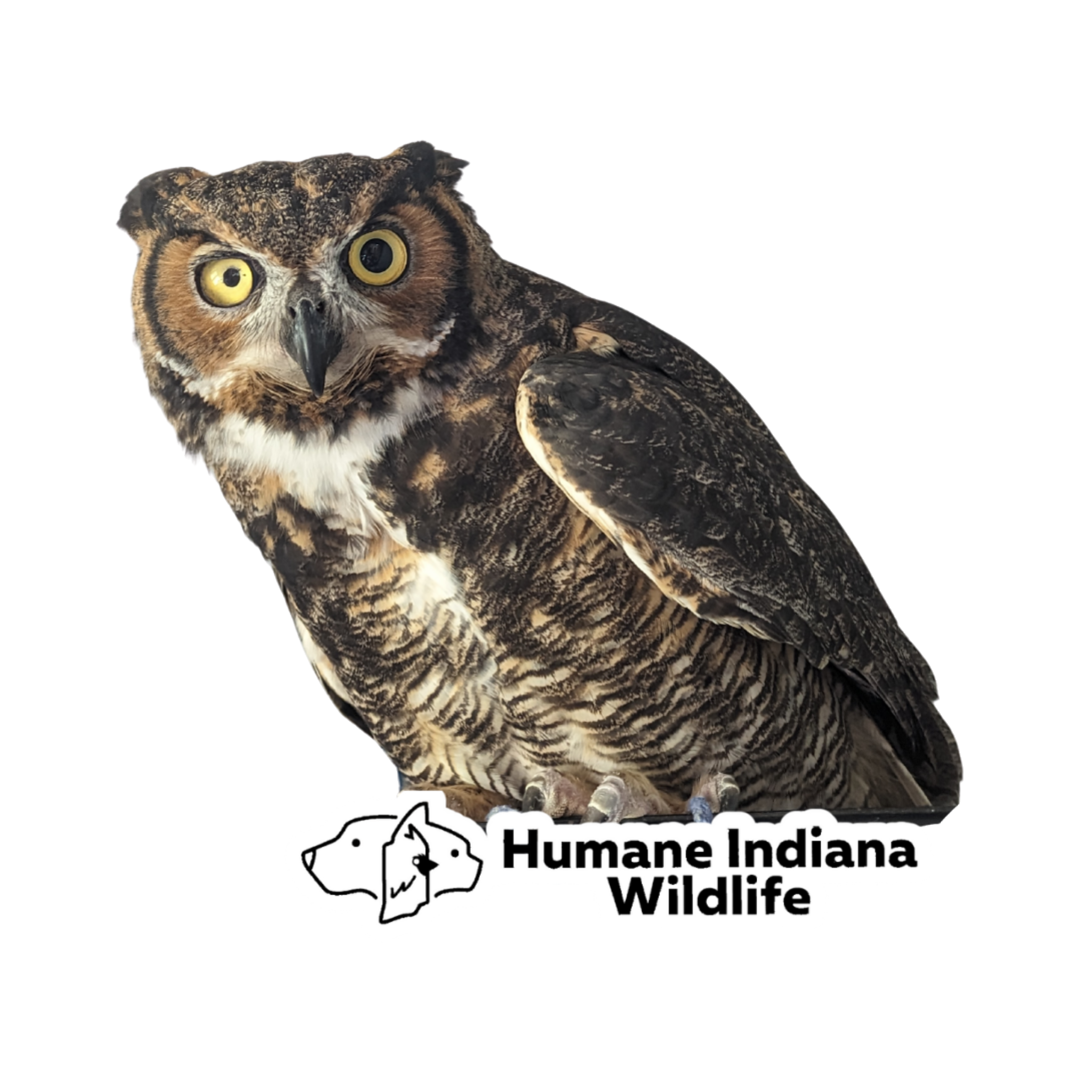 Freya, Great Horned Owl