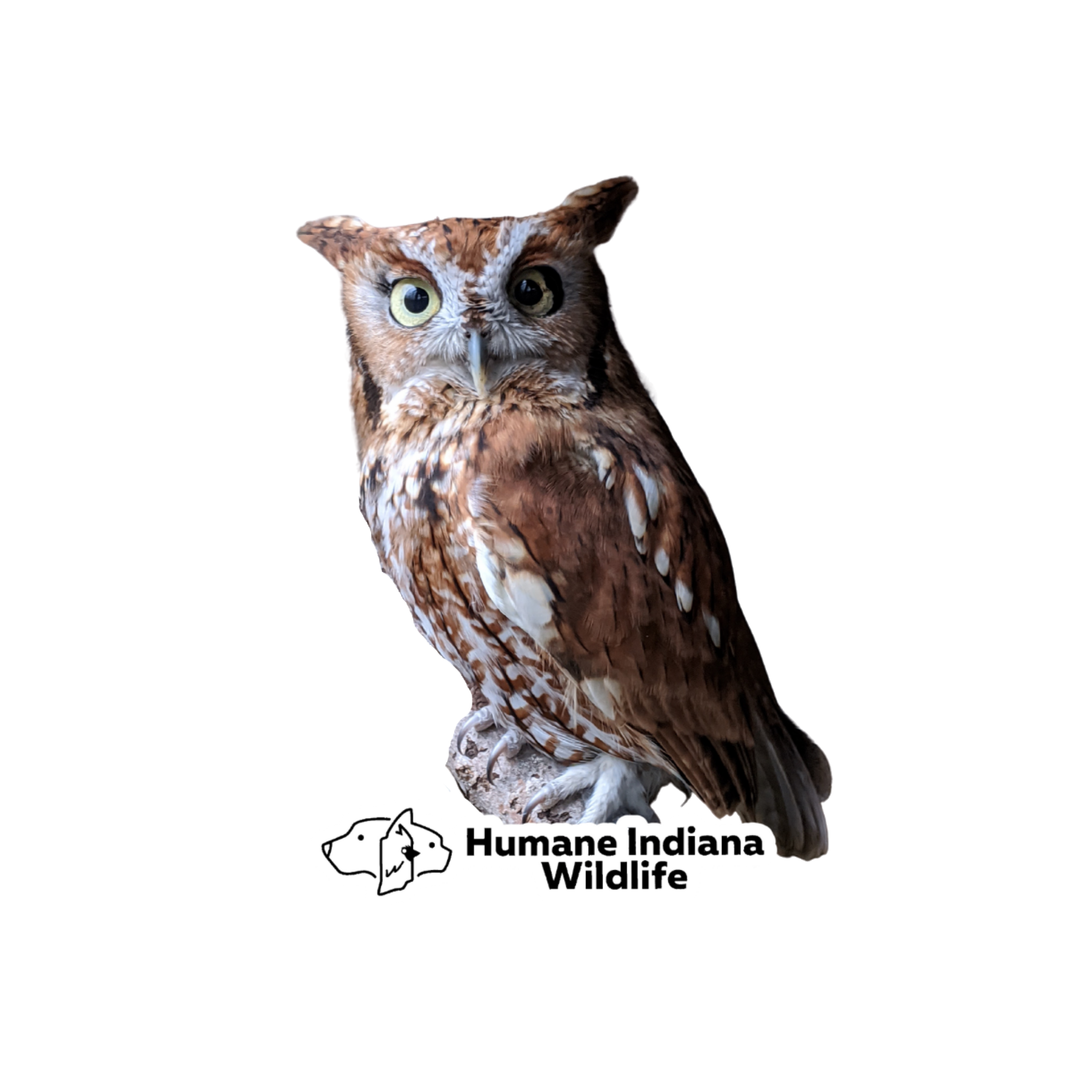 Arlene, Eastern Screech Owl