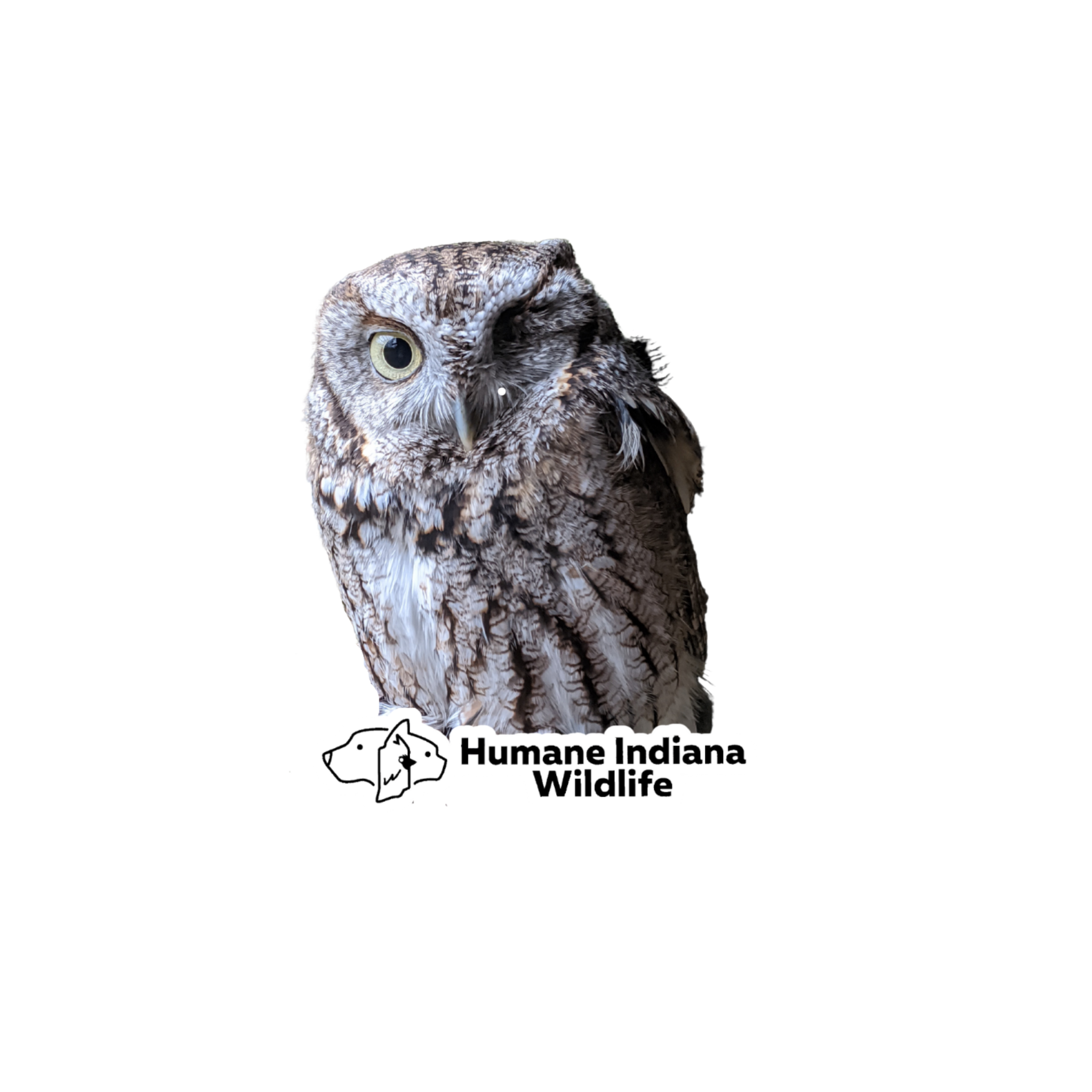 Cinna, Eastern Screech Owl