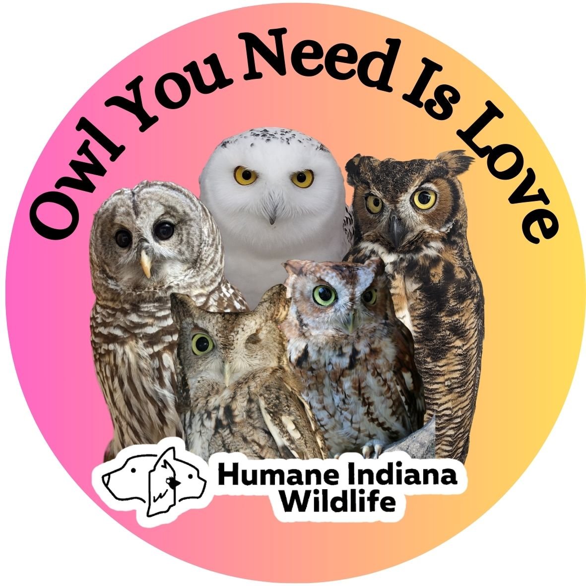 Owl You Need Is Love.jpg