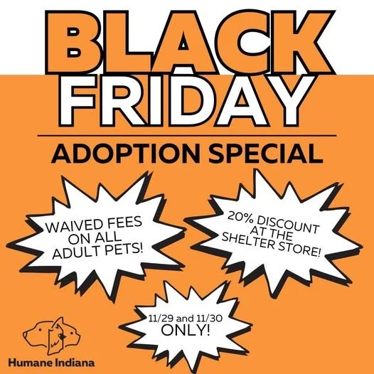 Black Friday Adoption Special: Find Your Furry Soulmate!