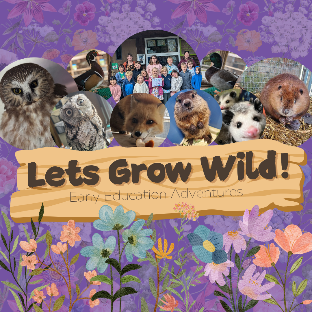 Let's Grow Wild! December