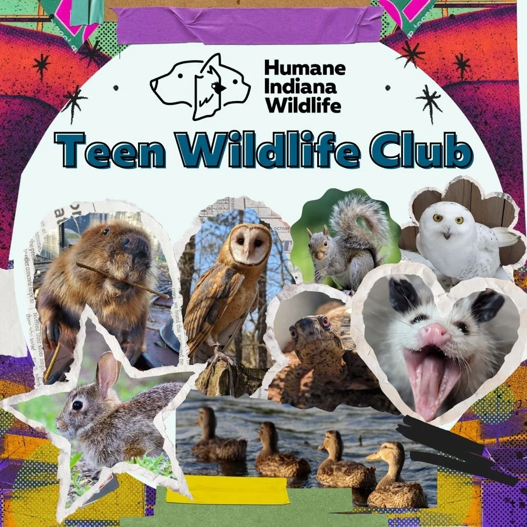 Teen Wildlife Club October