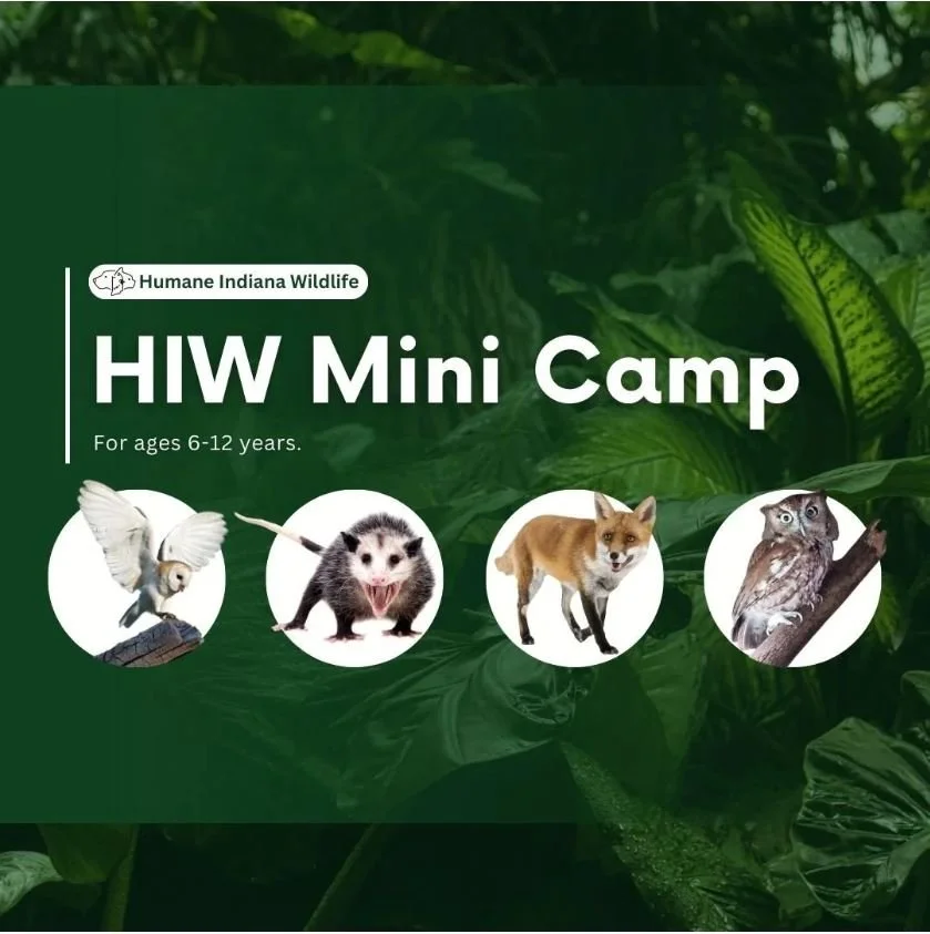 Humane Indiana Wildlife Mini Camp: Mammals &amp; Insects in Winter