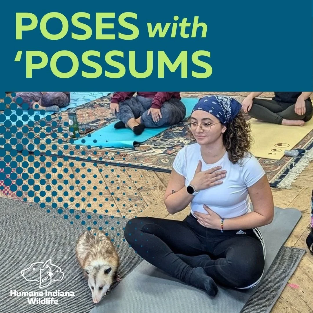 Poses with 'Possums: Opossum Yoga