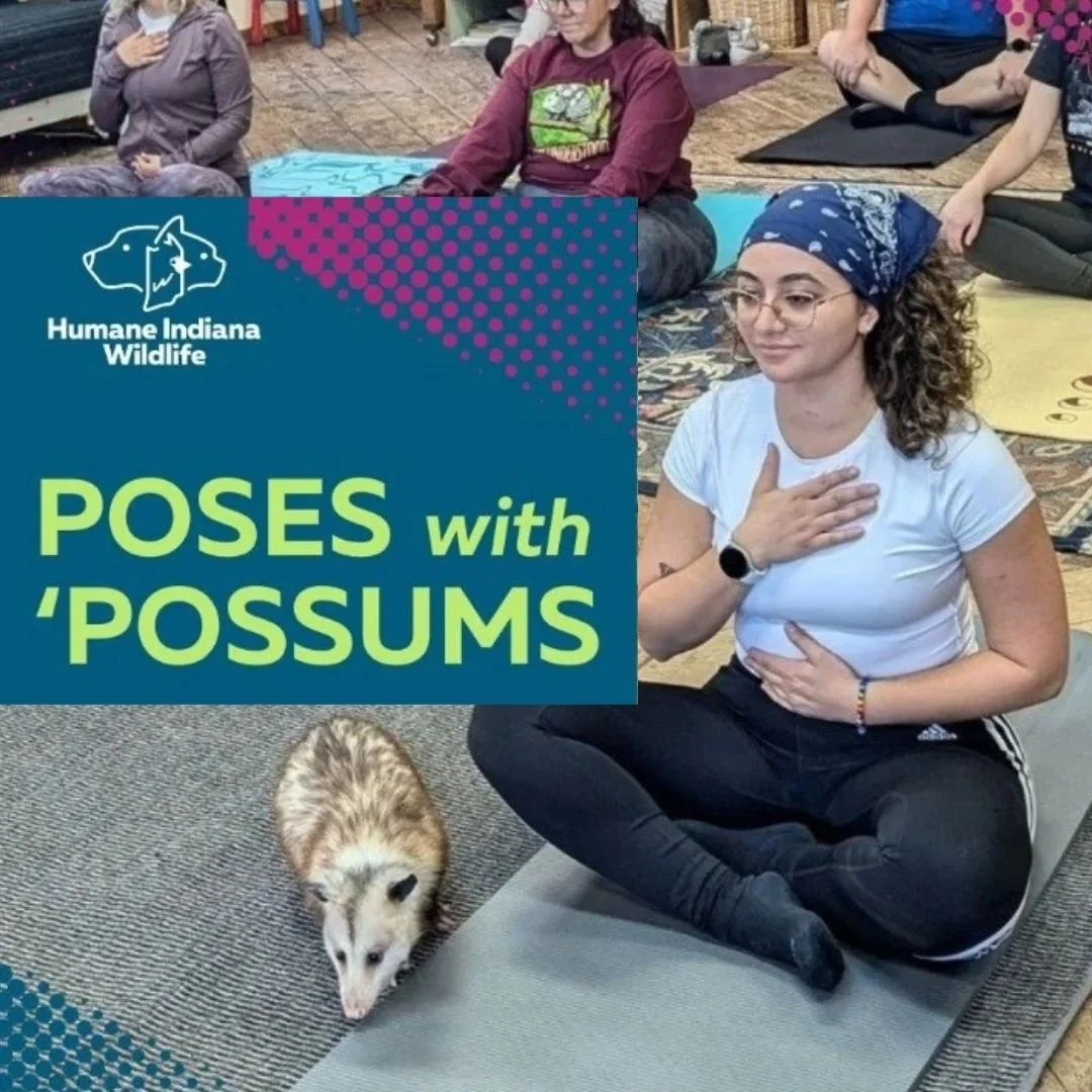 Poses With 'Possums: Opossum Yoga