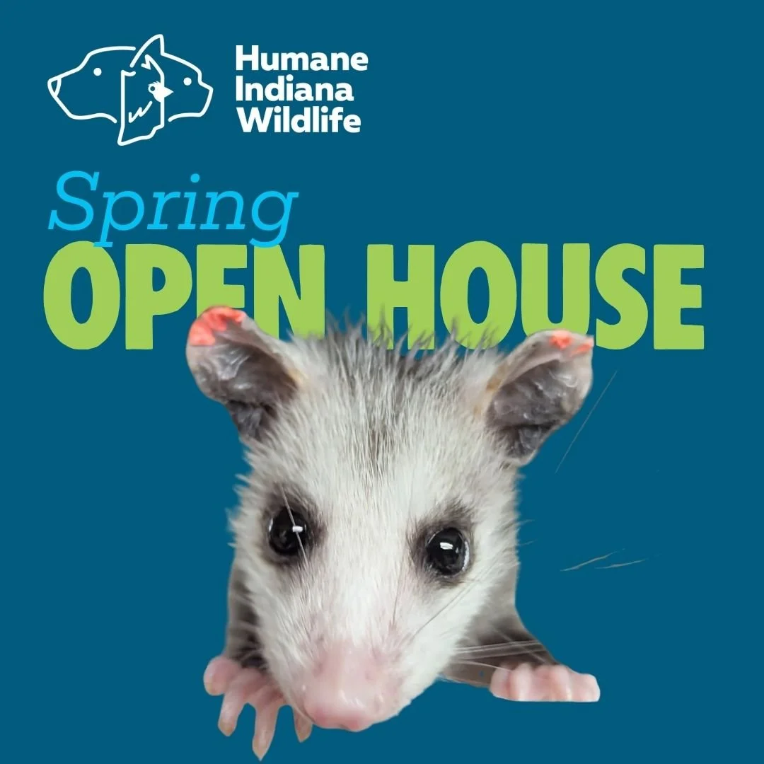 Wildlife Rehabilitation Center Spring Open House