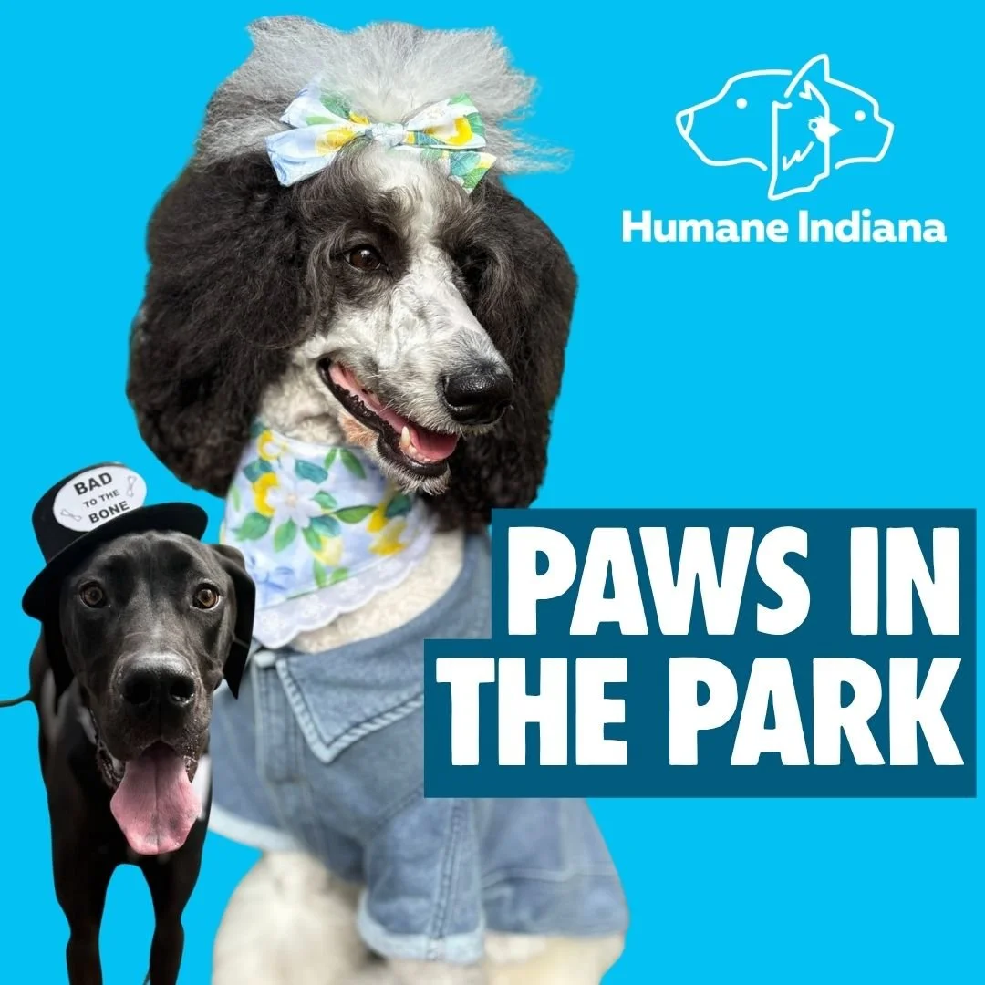 Paws in the Park