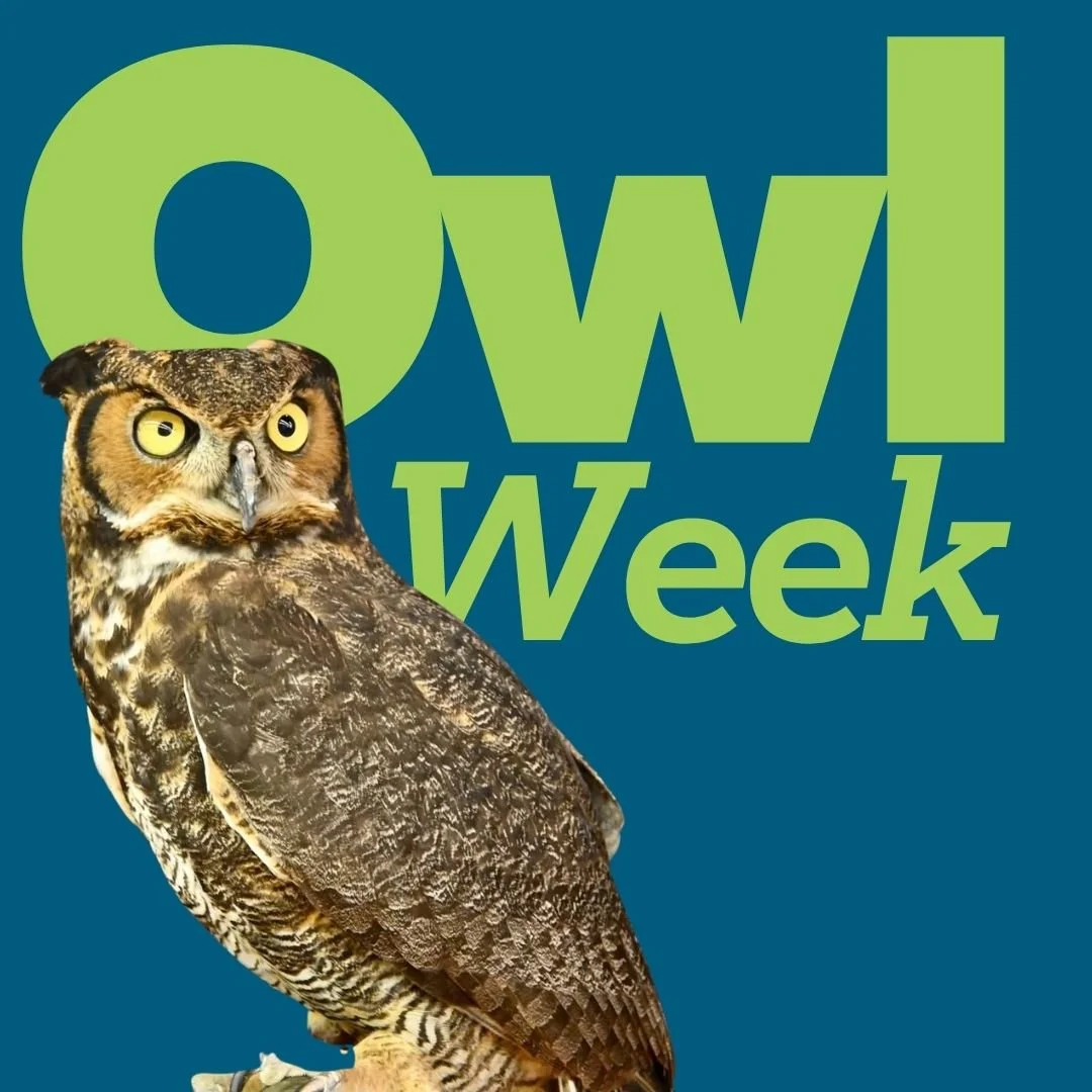 Owl Week presented by Humane Indiana Wildlife