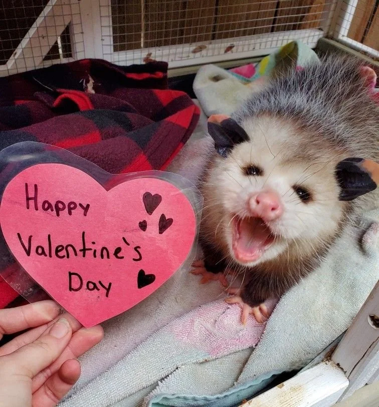 Love Letters to the Wild: Send a Valentine to a Wildlife Ambassador