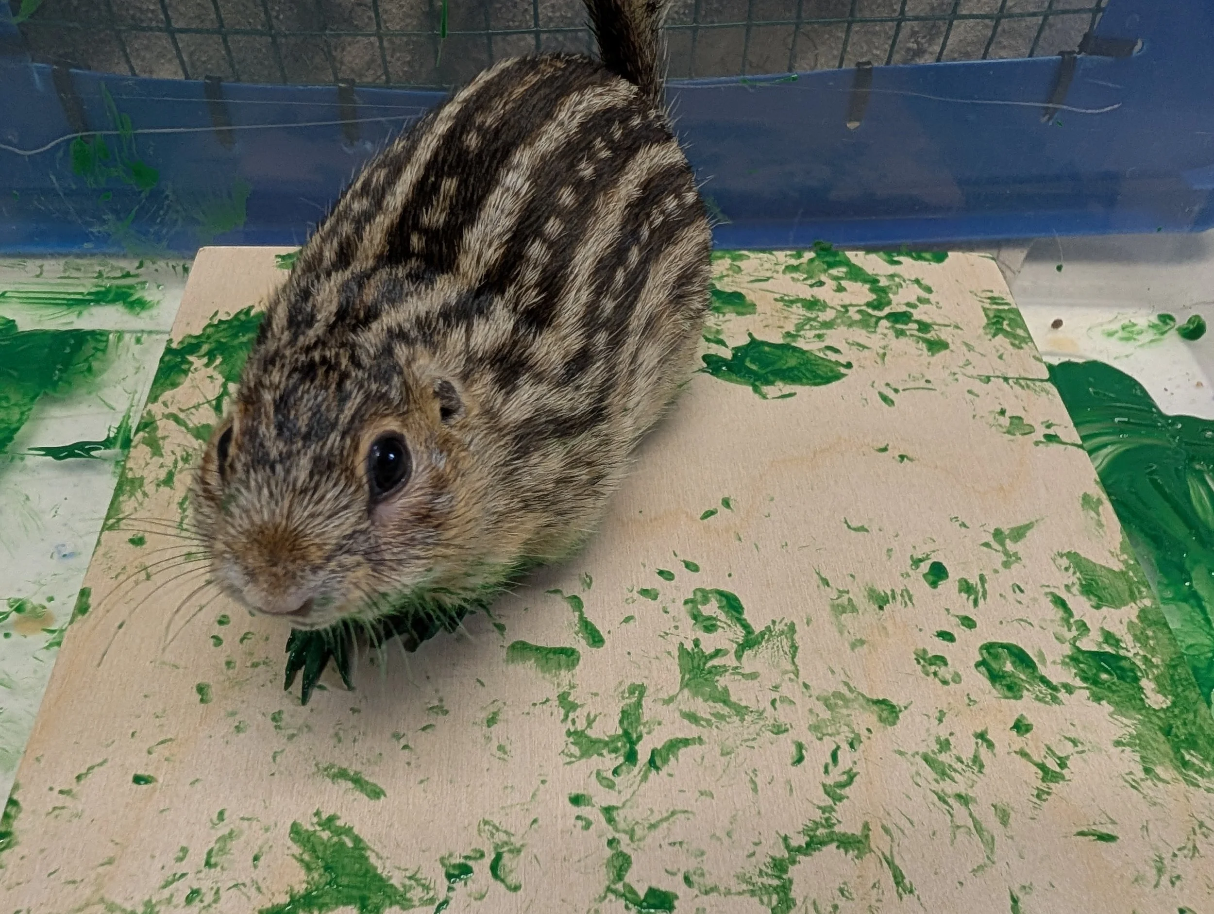 Pickle 13 Lined Ground Squirrel.jpg